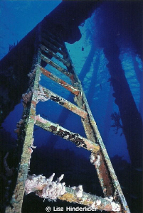 Looking up the ladder at the Salt Pier-Bonaire by Lisa Hinderlider 